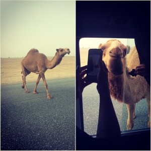 191 - Making friends along the way - Al Bida`, Al 'Āşimah, Kuwait.