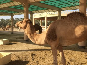 356 - CAMELS! — in Madinat Hamad, Ar Rifa` Wa Al Mintaqah Al Janubiyah, Bahrain.