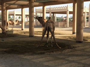 363 - Somebody must've just had some spicy food — in Madinat Hamad, Ar Rifa` Wa Al Mintaqah Al Janubiyah, Bahrain.