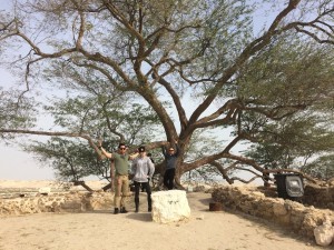 377 - Tree of Life, Bahrain.