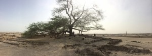 380 - Tree of Life, Bahrain.